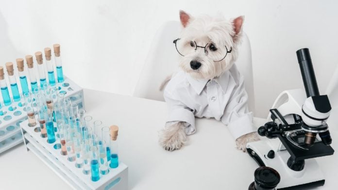 dog dna test